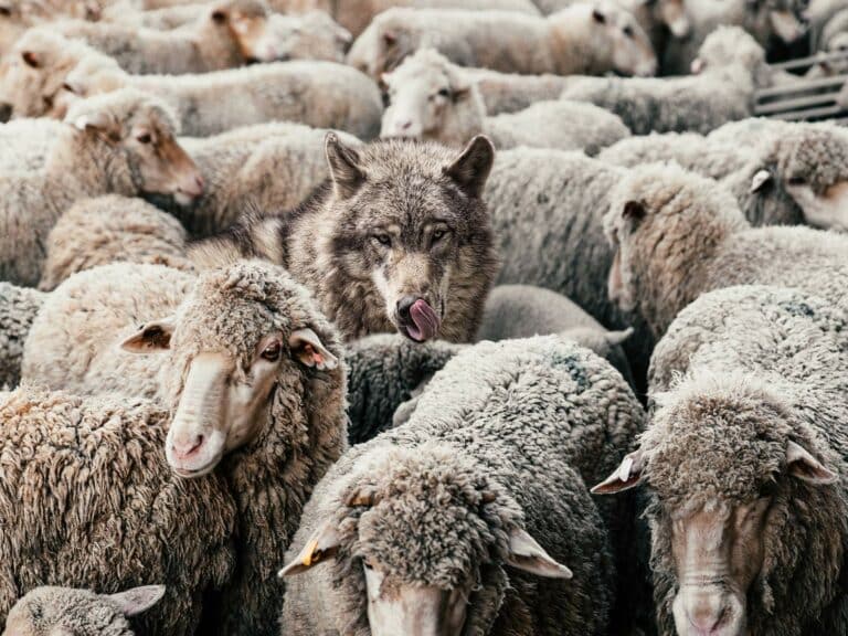 Wolf in schapenvacht